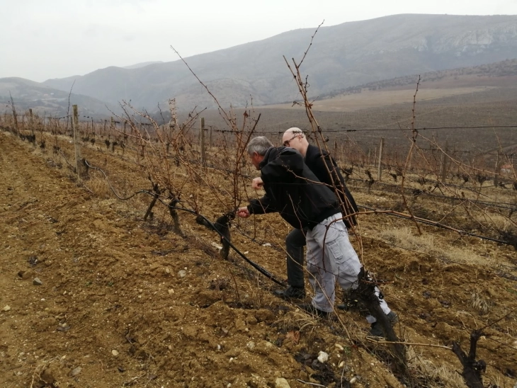 PM Kovachevski, Minister Nikolovski take part in St. Trifun wine pruning ritual