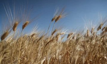 Russia to limit grain exports, sparking 'hurricane of hunger' fears