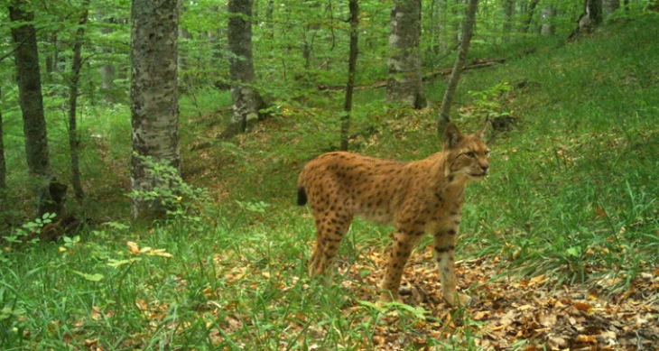Balkan lynx photographed at Galichica National Park