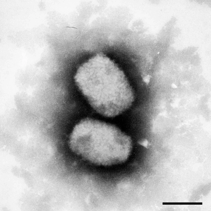 WHO records over 550 monkeypox cases, suspects environmental factors