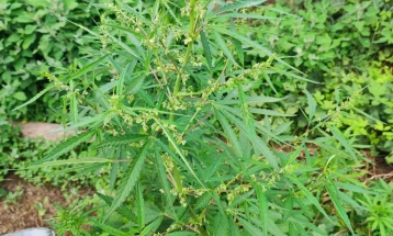 Police find large cannabis field in Karbinci, detain three