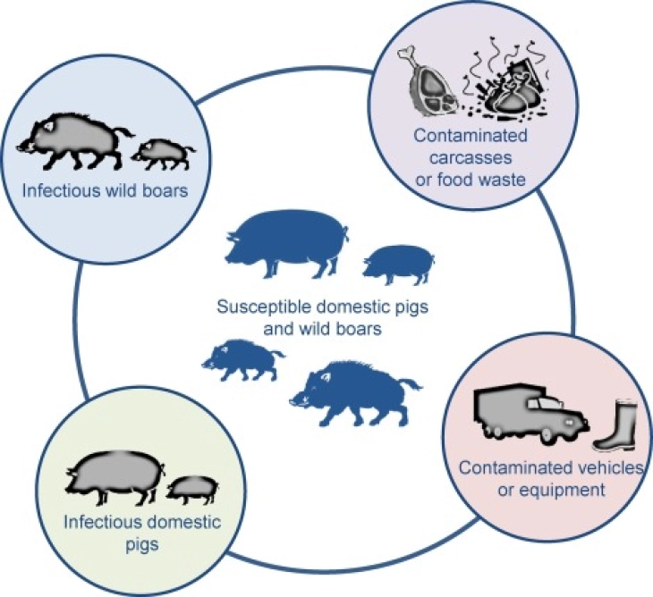 Gov't to form African swine fever outbreak committee after hundreds of infected pigs destroyed