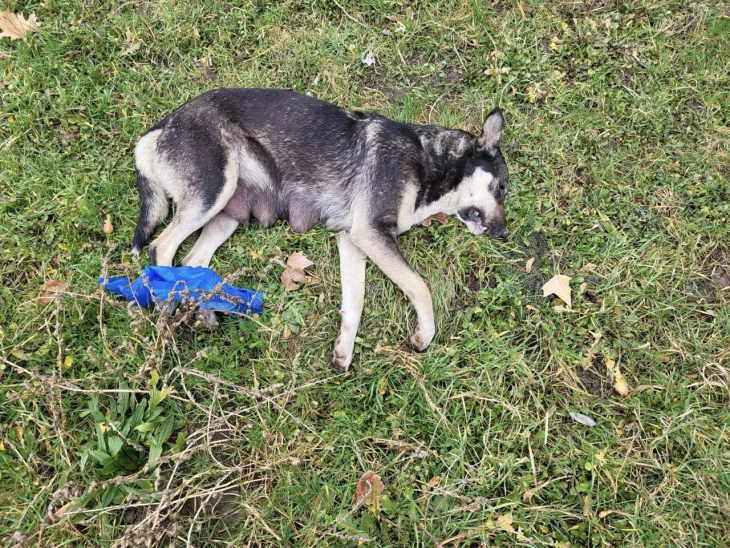 Асоцијација „Бездомни животни без граници“: Масовно труење на кучиња во Струга