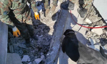 Кучиња херои на помош во Турција и Сирија, нивната важност ја гледаме при природни катастрофи