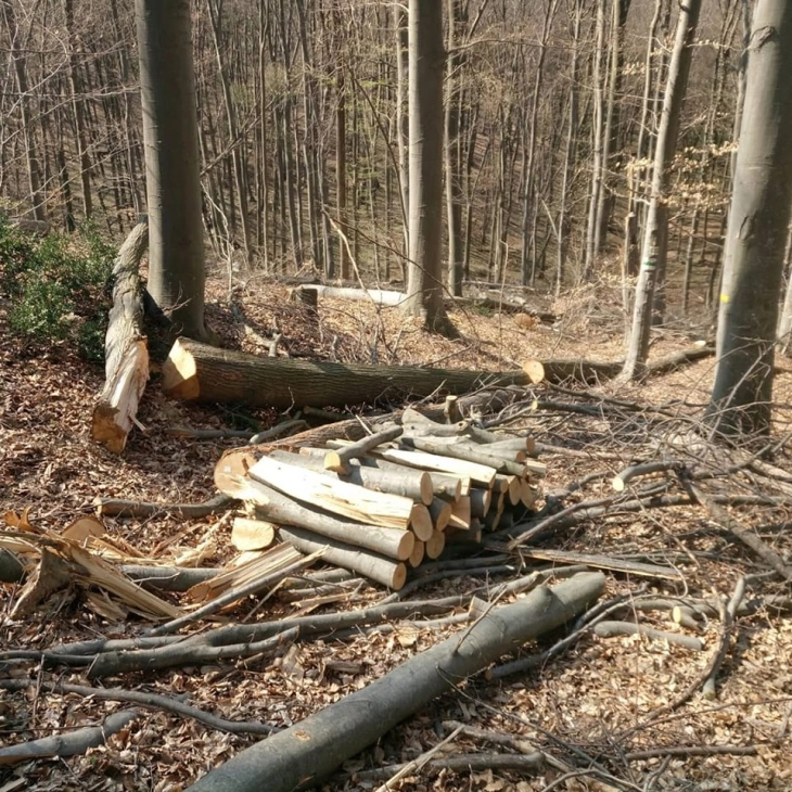 Criminal charges filed against Kochani firm for illegal felling of 97 beech trees