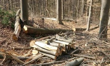 Criminal charges filed against Kochani firm for illegal felling of 97 beech trees