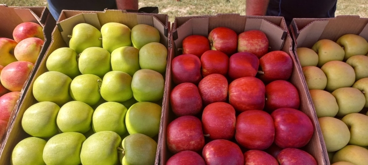 Macedonian apples most affected by Russian sanctions, exports of peaches, cherries uncertain