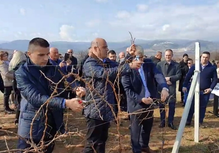 Kryeministri Kovaçevski dhe ministri Nikollovski në krasitjen e vreshtave në fshatin Resavë