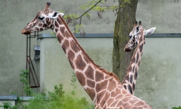 Сексуалниот живот на жирафите