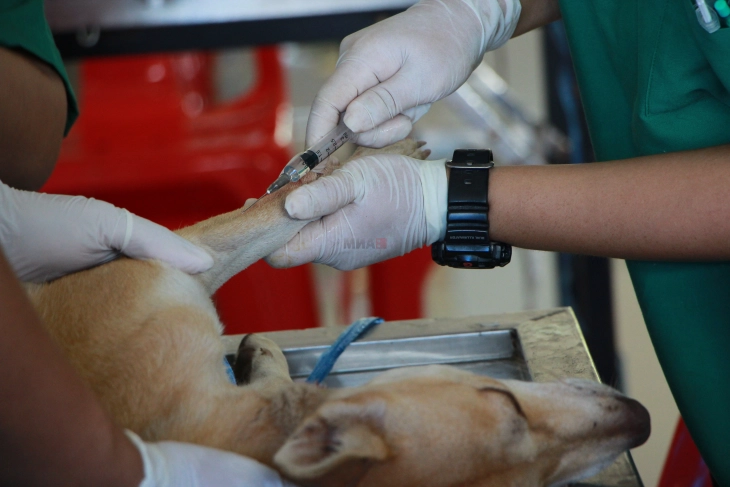 Përshkallëzohet gjendja me distemperin te qentë, kompetentët bëjnë thirrje për vaksinim