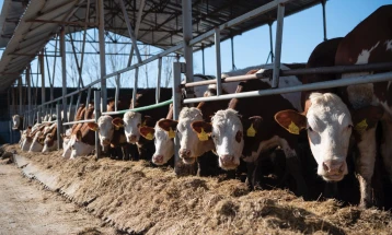 Бимилк почна со поделба на јуници за фармери кооперанти на млекарницата