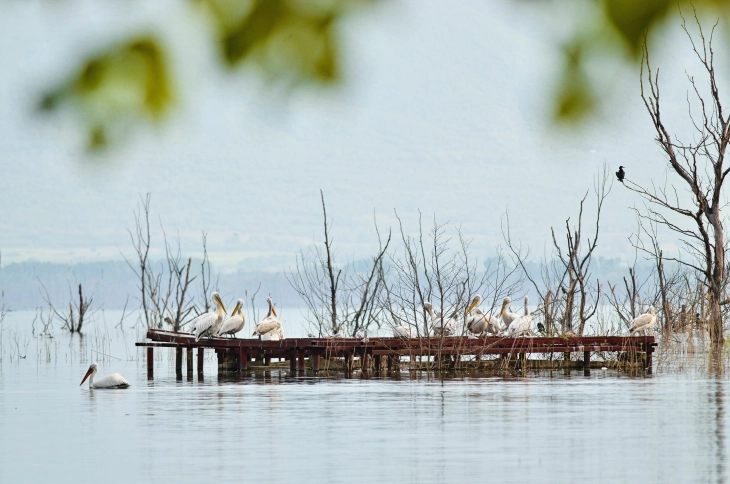 Lake Prespa level slightly up