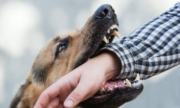 Кучињата кои го нападнаа осумгодишното момче се изолирани и ставени под надзор на ветеринар