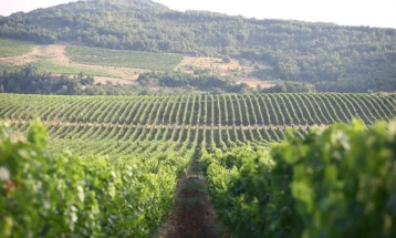 „Тиквеш“ почнува договорен откуп со лозарите за квалитетно грозје