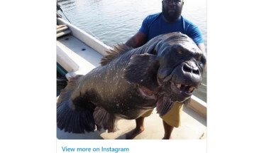 Откриена мистеријата околу „риба-горилата“ - солидна фотомонтажа
