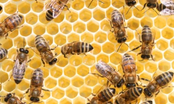 Одбележување на Светскиот ден на пчелата 2023: Сите зависиме од опстанокот на пчелите