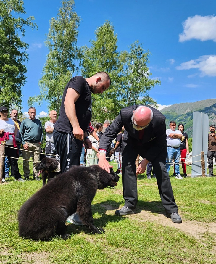 Одржана 10. државна изложба на македонско овчарско куче караман