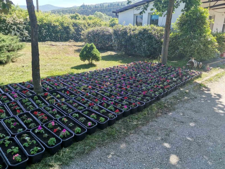Општина Охрид ќе подели 400 жардиниери со саксиско цвеќе по повод Светскиот ден на животната средина