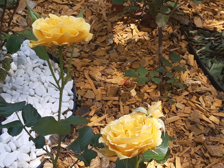 Фестивалот на розите во Казанлак ја истакна кревкоста на розата и на слободата на медиумите