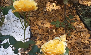 Фестивалот на розите во Казанлак ја истакна кревкоста на розата и на слободата на медиумите