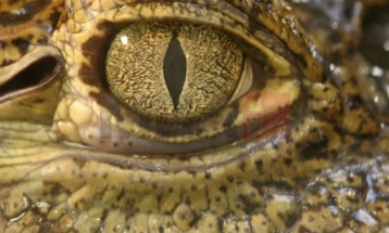 Необичен феномен: Нови наоди за женката-крокодил која се оплоди без мажјак