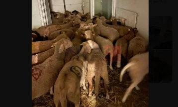 Во Франција пронајдени 40 овци незаконски чувани во социјален стан