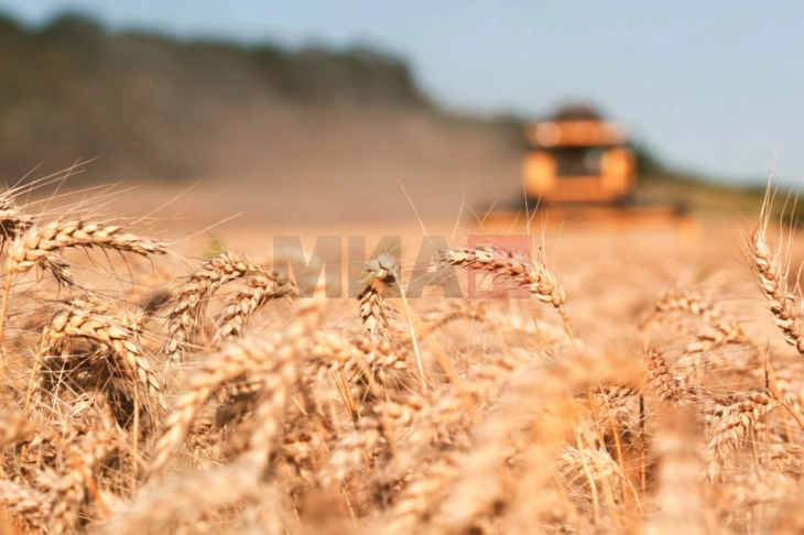 МЗШВ: Набавката на пченица за стоковите резерви да биде во повеќе лотови со предност на домашната пченица