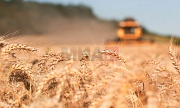 МЗШВ: Набавката на пченица за стоковите резерви да биде во повеќе лотови со предност на домашната пченица