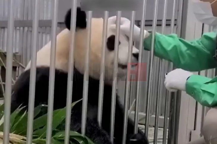 Во Јужна Кореја првпат родени близнаци од расата џиновска панда