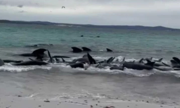 Повеќе од 50 китови угинаа откако се насукаа на плажа во Австралија