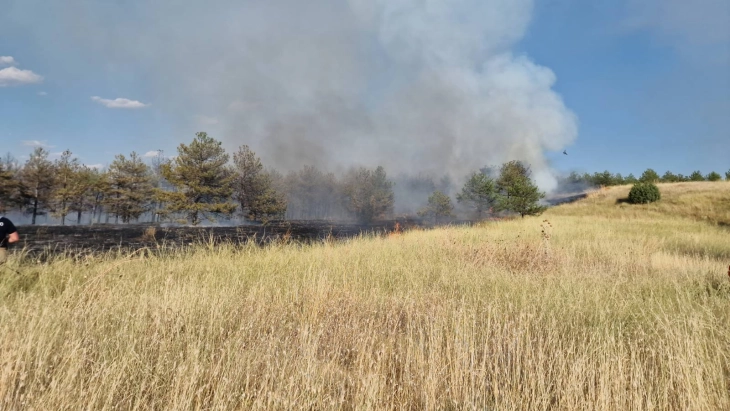 Стојанов: Повторно пожар во Гоцева шума, постои сомнеж дека некој намерно ги пали боровите дрвца