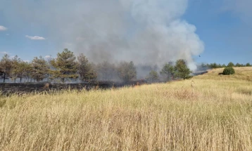 Стојанов: Повторно пожар во Гоцева шума, постои сомнеж дека некој намерно ги пали боровите дрвца