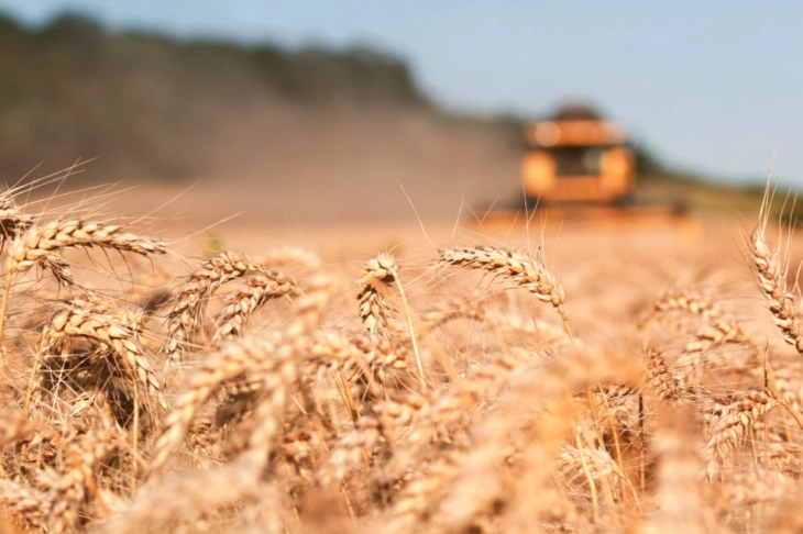 Во велешкиот регион пченицата со поголем просечен принос од ланскиот