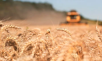 Во велешкиот регион пченицата со поголем просечен принос од ланскиот