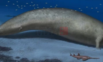 Пронајден кит што можеби бил најтешкото животно кога било на Земјата