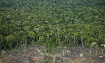 Shkatërrimi i pyjeve në Amazonë në korrik është zvogëluar për 66 për qind
