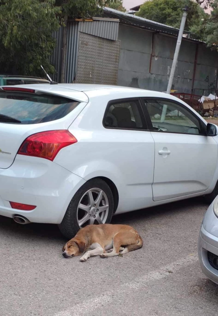 Куче три дена лежи крај автомобилот на неговата спасителка која почина во Кавадарци 