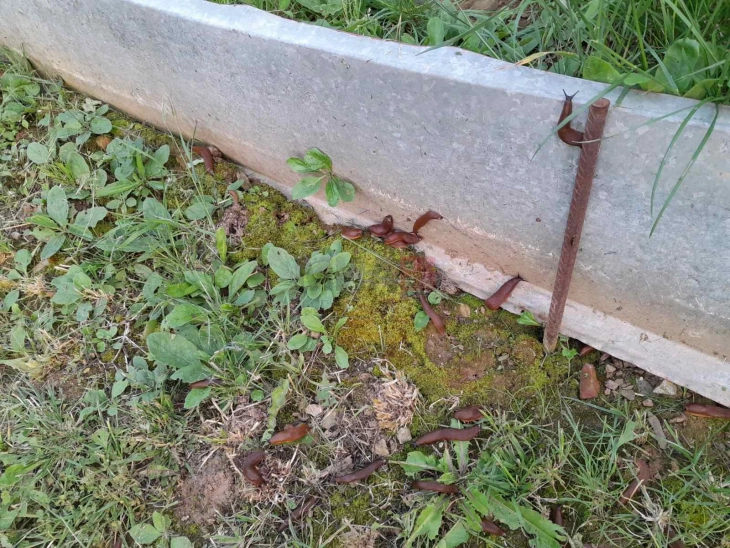 Полжави ги уништуваат градинарските култури во село Русиново