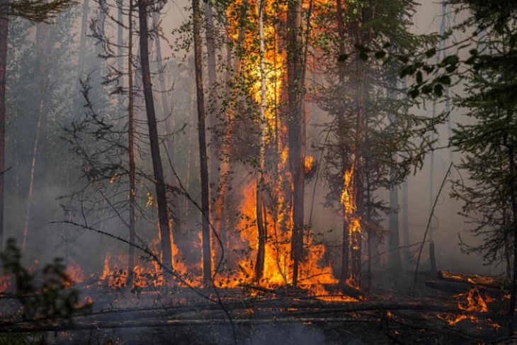 Поради шумските пожари прогласена највисока тревога во 16 градови на италијанскиот остров Елба
