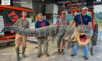 Во Мисисипи уловен најголемиот забележан алигатор 