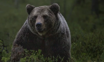 Убиени се мечка и две мали мечиња во село Жировница
