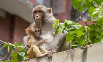 Мерки против мајмуните пред Самитот на Г20 во Индија