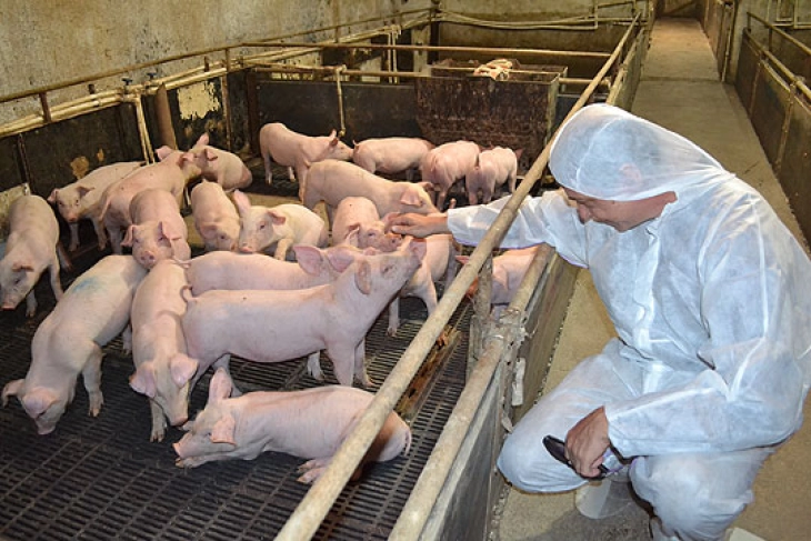 Бабовски: Да не се манипулира дека ќе се зголеми цената на свинско месо по случајот со африканска чума во Карбинци