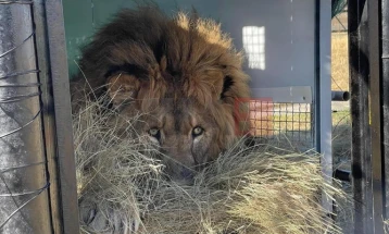 „Најосамениот лав на светот“ пуштен на слобода