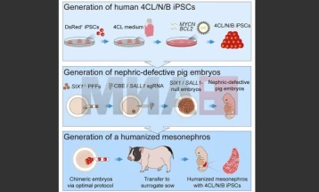 Кинески научници развија човечки бубрег од свински ембриони