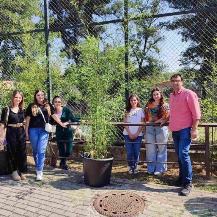 Skopje Zoo tiger exhibit enriched with bamboo, pampas grass