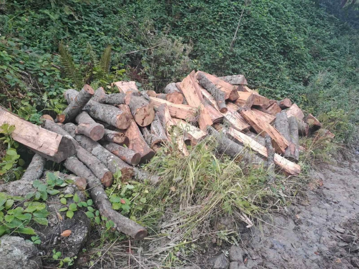 Arrestohen dhjetë hajdutë druri në një aksion të madh policor në Malin e Zi të Shkupit, sekuestrohen 400 metra kub dru zjarri të prera ilegalisht