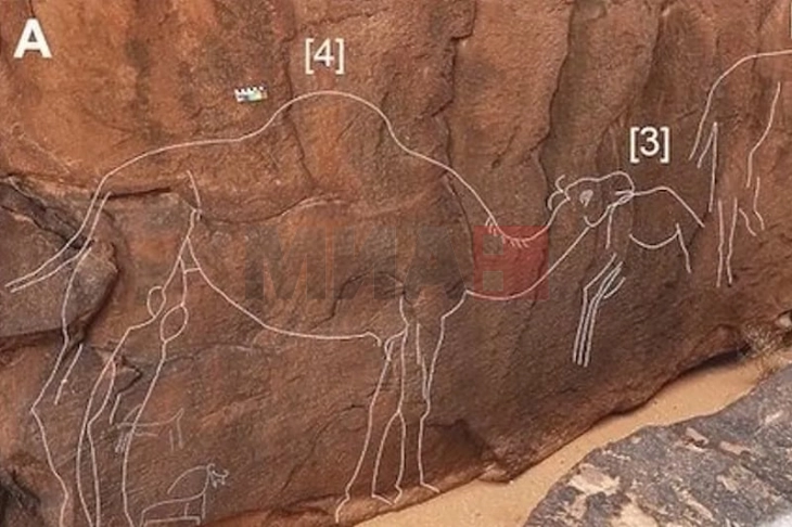 Во Саудиска Арабија откриено огромно праисториско ликовно дело изрезбано во камен