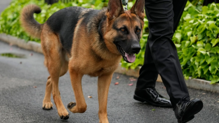Кучето на Бајден однесено од Белата куќа по серија инциденти со гризање 