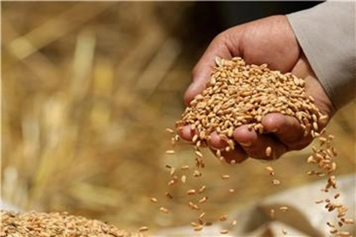 Украина засега нема да ги тужи земјите кои го ограничија увозот на нејзиното жито